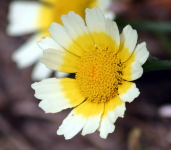 chrysanthemum coronarium crown daisy